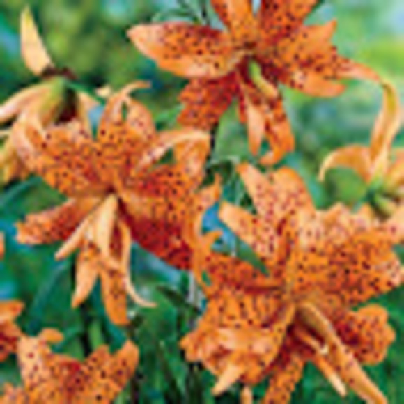 Meet the Posher Other - Meet your Posher, Nicole